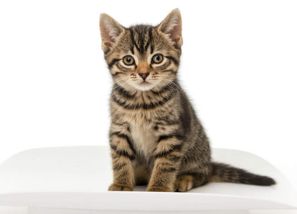 Salter 2-in-1 Digital Baby Scale – Baby, Pet & Adult Scale with Removable Tray