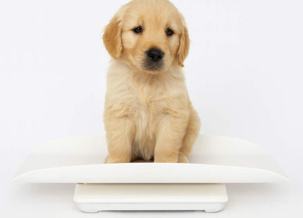 Salter 2-in-1 Digital Baby Scale – Baby, Pet & Adult Scale with Removable Tray